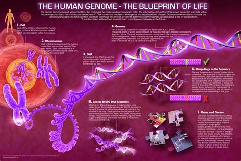 age   genome  histories