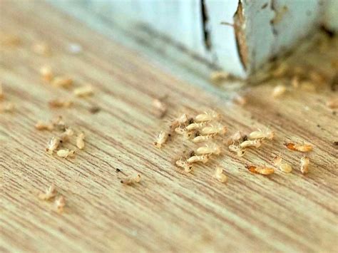 termites die    chem