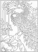 Coloring Pages Peacock Adult Color Books Dessin Bird Paon Colouring Animal Book Choose Board Kids Gratuit Patterns Mandala sketch template