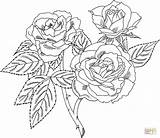 Coloring Rose Pages Detailed Template sketch template
