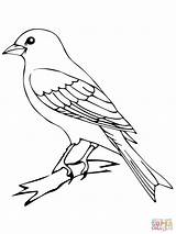 Canary Bird Coloring Perched Pages Silhouettes Printable Drawing sketch template