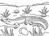 Alligator Coloring Alligators Cool2bkids sketch template