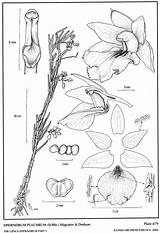 Subgroup 1992 Hágsater Epidendrum Dodson Schltr Pulchrum Group sketch template
