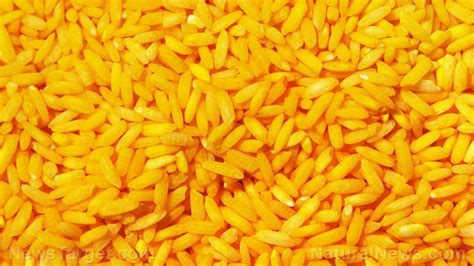 gmo golden rice  hyped nutrition claims dismantled      fda