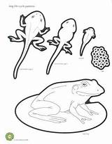 Frog Life Cycle Coloring Science Pages Kids Kindergarten Cycles Lifecycle Pond Activities Drawing Worksheets Getdrawings Theme Teaching Frogs Education Nature sketch template