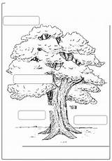 Tree Parts Worksheet Coloring Part Printable Worksheets Label Worksheeto Kindergarten Via sketch template