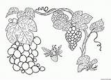 Beeren Malvorlagen Weinrebe sketch template