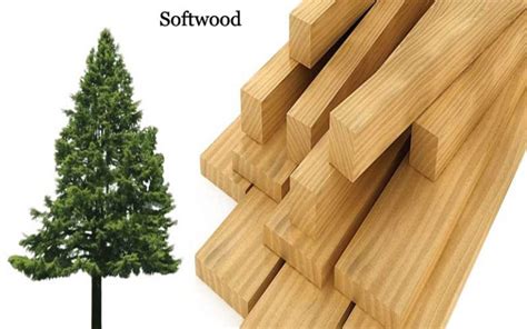 hardwood vs softwood why softwood cheaper than hardwood wood critic