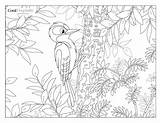 Woodpecker Brasstown Valley sketch template