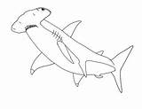 Shark Hammerhead Draw sketch template
