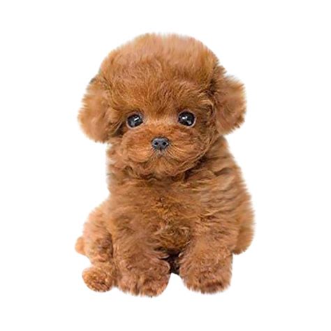 aimik realistic teddy dog lucky handmade realistic figure toy dog