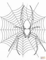 Spider Coloring Web Halloween Pages Drawing Kids Its Spiders Printable Webs Color Colouring Print Template Getdrawings Simple sketch template