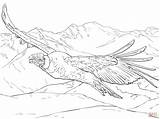Condor Andean Andes Andino Cóndor Kleurplaat Volando Supercoloring Ausmalbilder Designlooter Escher Vogels Chilenos Condors Skip sketch template
