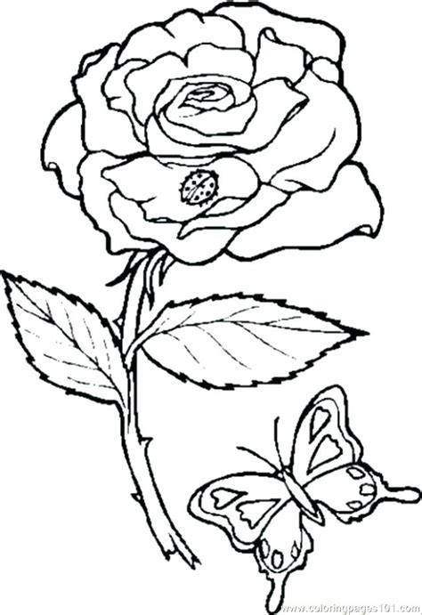 flowers coloring pages rose  getdrawings