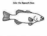 Bass Coloring Fish Bigmouth Pages sketch template