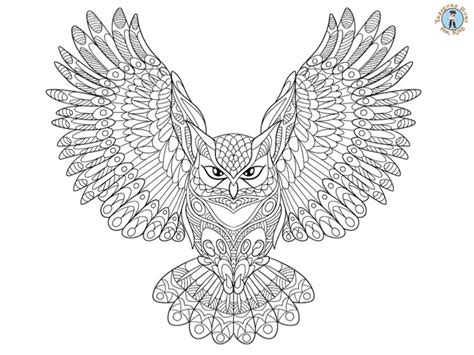owl detailed coloring page treasure hunt  kids