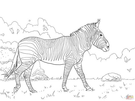 realistic zebra coloring page clip art library
