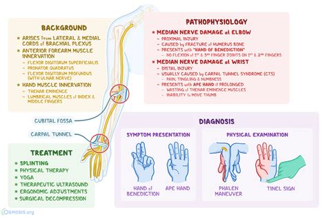 nervus medianus  ist er lage innervation schaeden und mehr