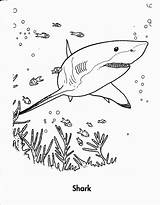 Shark Coloring Pages Clark Getcolorings Printable Color Marin sketch template
