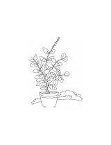 Basil Coloring Vase Plant sketch template