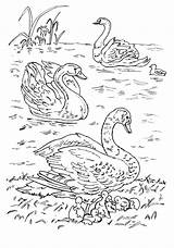 Cisnes Cygnes Lac Swans Ptaki Colorkid Kolorowanki łabędzie Cigni Jeziorze Aves Kolorowanka sketch template