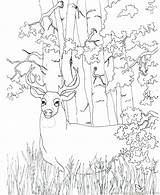 Hunting Coloring Pages Deer Printable Bow Color Drawing Getcolorings Getdrawings Whitetail Colorings Hunti sketch template