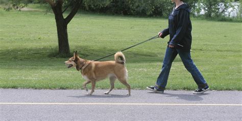 training  human   dog walk huffpost