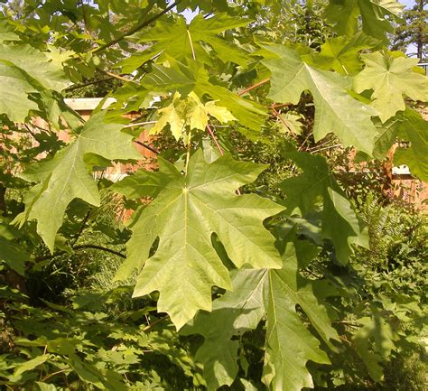 maple trees  types    firewood syrup shade foliage