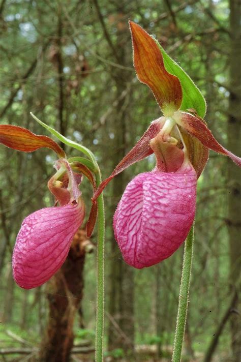 Photo Pictures Lady Slipper Flower Massasoit State Park