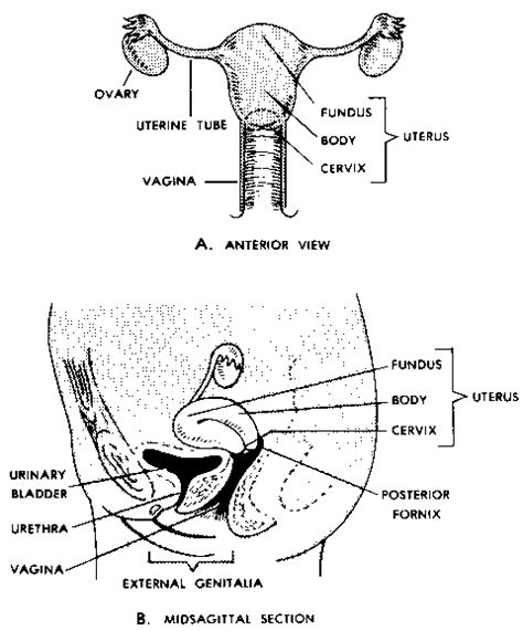 secondary sex organs human body guws medical