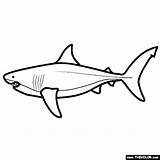 Coloring Megalodon Pages Shark Sea Life Online sketch template