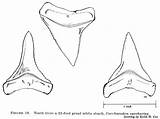 Tooth Tiburones sketch template