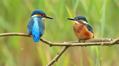 facts  kingfishers scottish wildlife trust