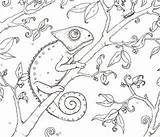 Template Chameleon Carle Eric sketch template