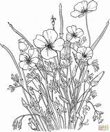 Poppy Coloring Pages Flower California Supercoloring Golden Poppies Printable Flowers Book Coloriage Color Dessin Print Adult Floral Fleurs Line Depuis sketch template