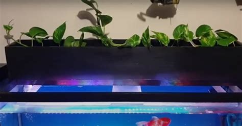 grow pothos plant  aquarium filter