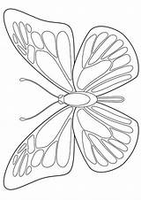 Morpho Momjunction Drawing Mariposas Borboleta Printable Outline Borboletas Colorear24 Acessar sketch template