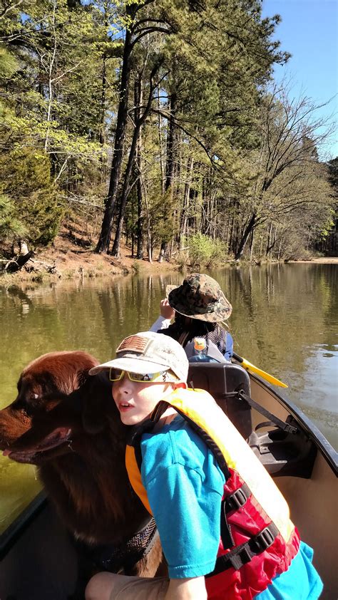 canoeing  wake forest reservoir newfoundland dog newfoundland canoe