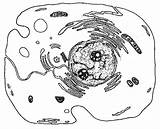 Cellule Schéma Animale Microscope Cellulaire Biologie Des Organites Structure électronique sketch template