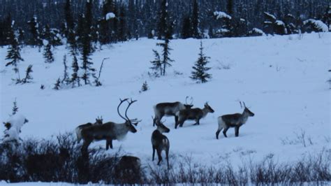 porcupine caribou return   dempster   years staying north
