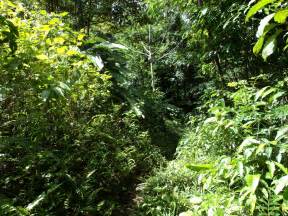 2 8 Acres Of Untouched Land At Despor Millenia Realty Dominica
