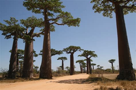 die baobab allee alle fakten rund um die baobab allee nahe morondava
