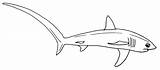 Thresher Requins Renards Designlooter Printmania sketch template