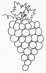 Raisin Grappe Fruits Automne Raisins Imprimer Coloriages Feuille Dessins Legumes Enfant Frutta Activites Teteamodeler Gabarits Vu Ribes sketch template