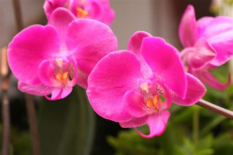 orchideen  foto bild pflanzen pilze flechten blueten