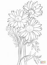 Daisy Coloring Pages Flower Daisies Gerber Drawing Bouquet Printable Flowers Adult Sheets Clipart Petal Princess Outlines Super Sketch Template Supercoloring sketch template