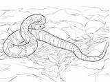 Rattlesnake Diamondback Cascabel Serpente Sonagli Bosques Rattlesnakes Supercoloring Serpiente Designlooter Crotalus sketch template