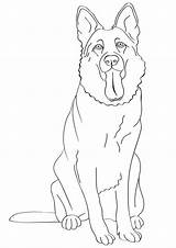 German Shepherd Coloring Pages Dog Printable Drawing Kids Dogs Puppies Outline Puppy Line Colouring Malen Draw Buzzle Face Template Hund sketch template