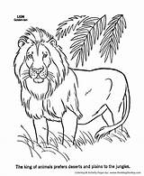 Coloring Lion Pages Wild Animal Animals Male Kids Honkingdonkey Activity sketch template