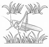 Cricket Coloring Insect Pages Realistic Kid sketch template